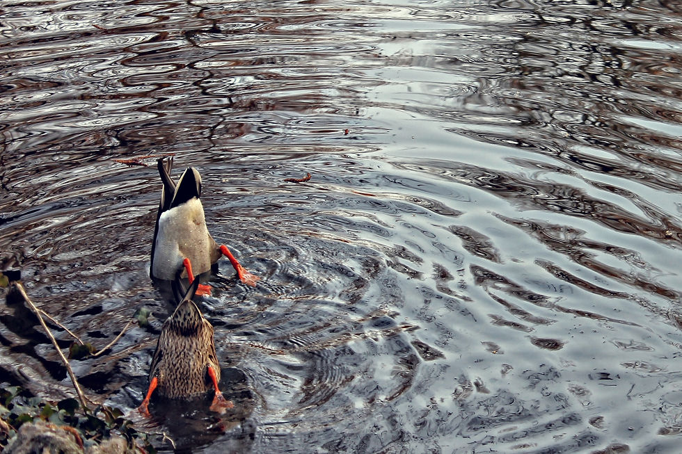 Synchronized swimming