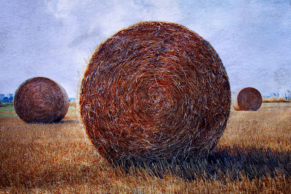 Hay bales