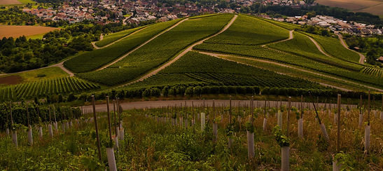 Weinberge_FGA_edited.jpg