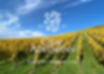 HERBSTWEINPROBE AM SAMSTAG 8.11.2025