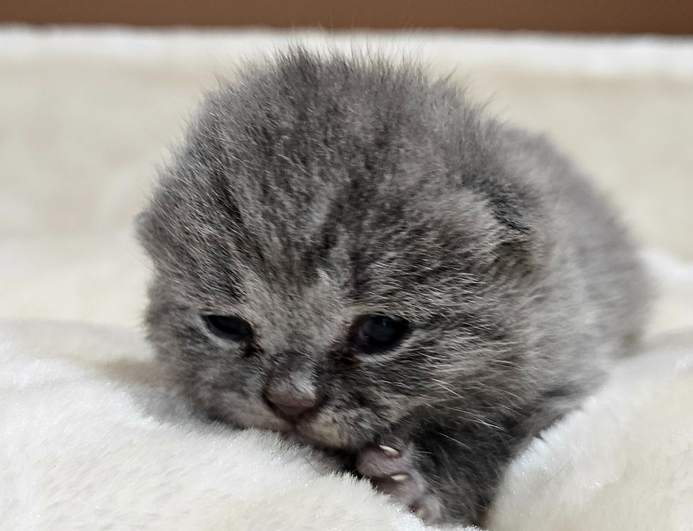 Whispering Willow.jpg