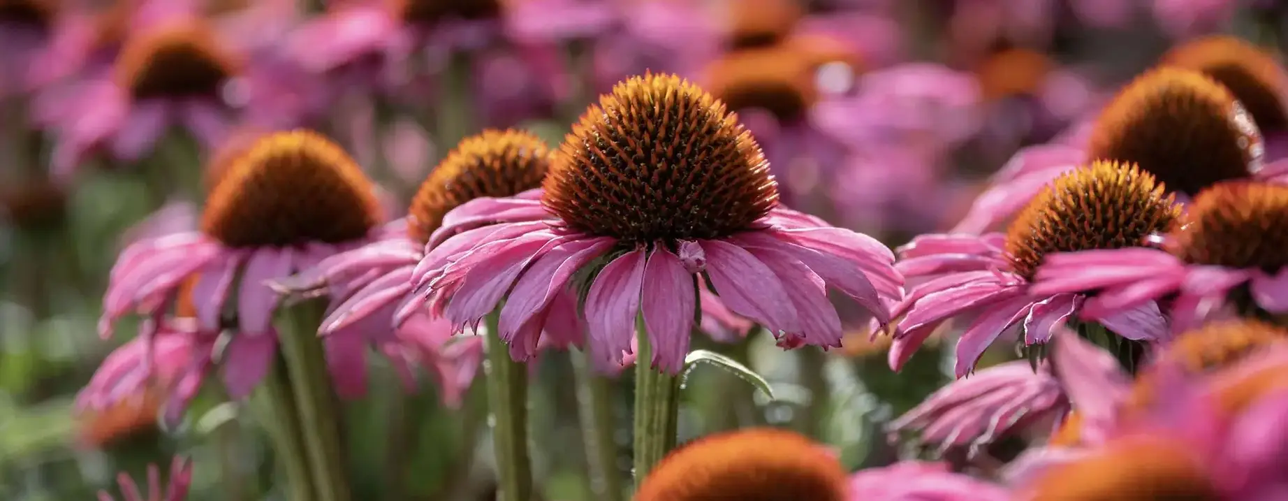 echinacea.webp