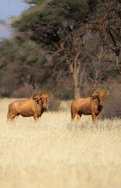 GOLDEN WILDEBEEST