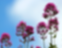 blume2_edited_edited.png