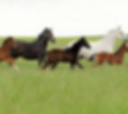 Australian Equine Science Society
