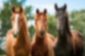 Australian Equine Science Society