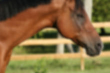 Australian Equine Science Society