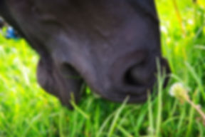 Australian Equine Science Society