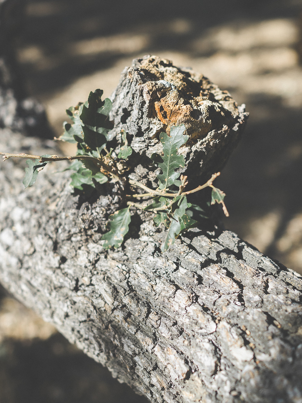 Kevin & Ting Elopement Wedding in Malibu Creek Park, LA Arther Chen Photography