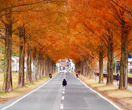 ウェルネット賞「 異世界へ導く道路 “ A road leading to another world” 」