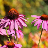 echinacea-purpura-4374646_1280.jpg