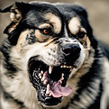 snarling dog.jpg