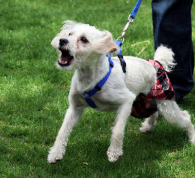 Dog Image - Lunging Dog_edited.jpg