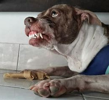 Dog Image - Resource Guarding_edited.jpg