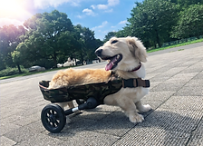 WANCORO 犬用歩行サポートカート グレー