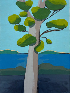 Yellow Green Eucalyptus
