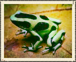 The Dart Frog Blog! Installment: 1