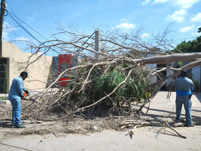 Atiende Servicios Públicos reportes de caída de árboles por los fuertes vientos.