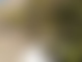 Reportan envenenamiento masivo de "lomitos" en playa El Maviri