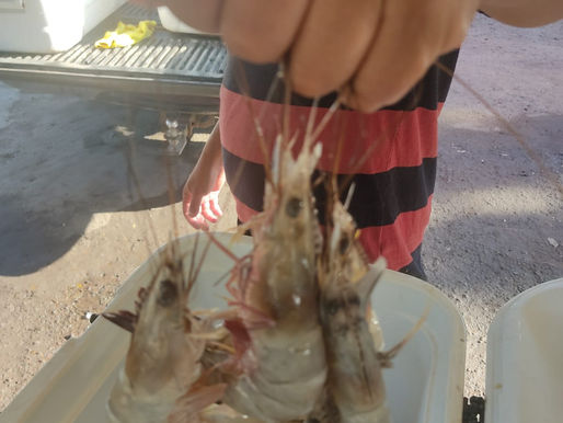 ¿Qué hay en el Évora?