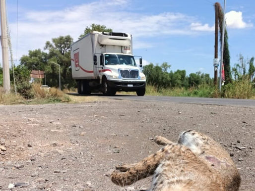 Ante sequía, animales salvajes dejan su hábitat en busca de agua