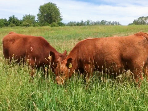 Hebert Cattle Co., Registered Red Angus Bulls Idaho, Red Angus Bulls, Benchmark Red Angus Genetics, Energize Progeny, Eagle Idaho, The Best Red Angus Bulls