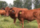 Replacement Heifers, Hebert Cattle Co.