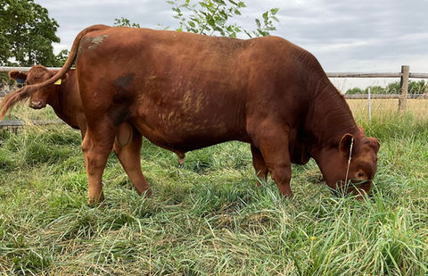 Registered Red Angus Bulls Idaho, Hebert Cattle Co. Yearling Bulls for Sale, A.I Bulls for Sale, Benchmark Red Angus Genetics