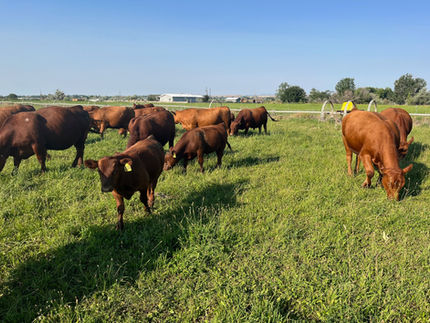 KJ Red Angus Parma, ID