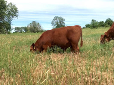 Hebert Cattle Co., Registered Red Angus Bulls, Red Angus Bulls for sale Idaho, Benchmark Red Angus Genetics, Energize Progeny, Red Angus Cattle in Idaho