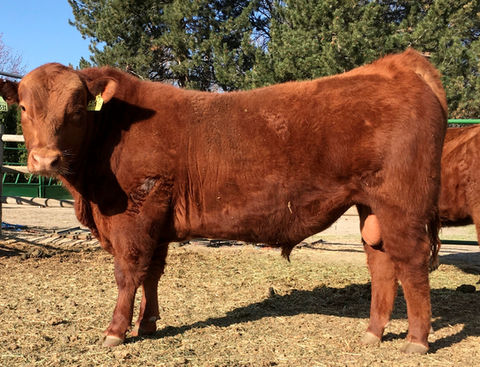 Hebert Ferdinand, Registered Red Angus Bulls, Redemption Progeny, Benchmark Red Angus Genetics, Red Angus Bulls Idaho, The Best Red Angus Bulls, Red Angus Cattle Idaho