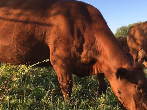 Hebert Cattle Co., Benchmark Red Angus Genetics, Moderate Size Cows, Cow grazing, Red Angus Cows in Idaho, Red Angus Cattle Idaho