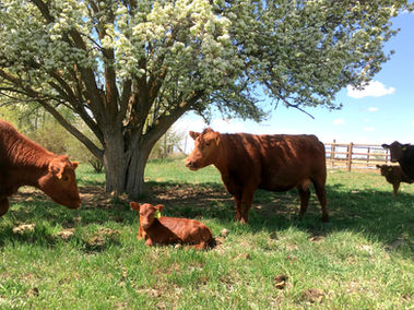 Hebert Cattle Co, Registered Red Angus, Red Angus Cows Idaho, Benchmark Red Angus Genetics, Red Angus Cows on Pasture, Cows Relaxing, Peaceful Cows,