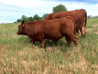Hebert Cattle Co., Registered Red Angus Bulls Idaho, Red Angus Bulls, Benchmark Red Angus Genetics, Energize Progeny, Eagle Idaho