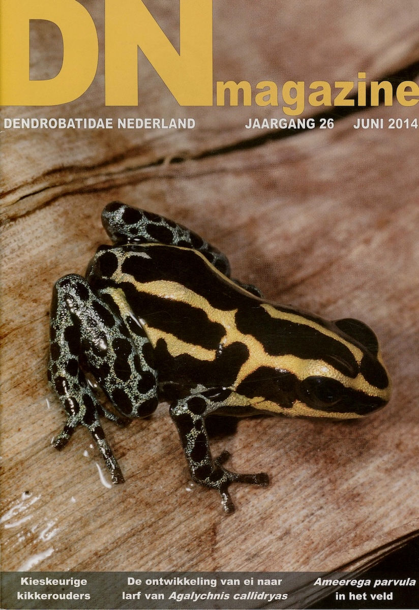 DN magazine jaargang 32 maart 2020 