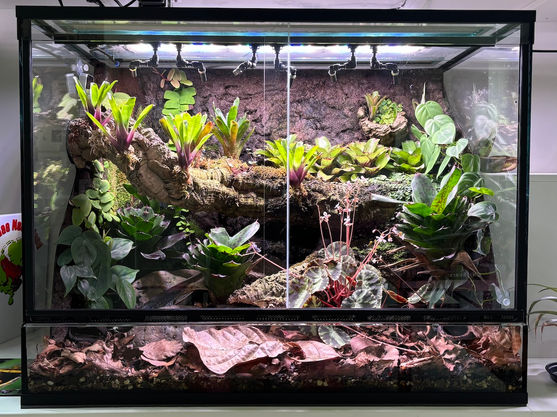 Vivarium gifkikkers
