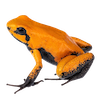 Terriblis links.png