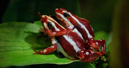 Epipedobates anthonyi