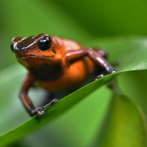 Huishouden met Oophaga pumilio - De kweek handig voorzien | Allard Gerrits & Dewi Kroos