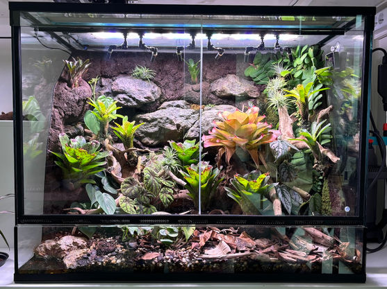 Vivarium gifkikkers