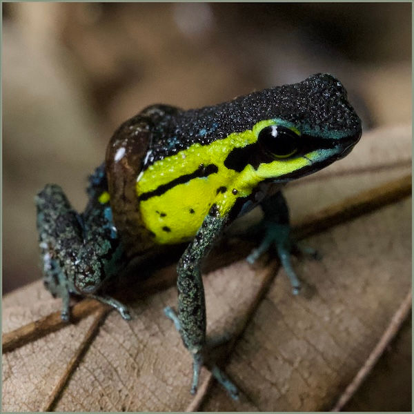 Ameerega pongoensis