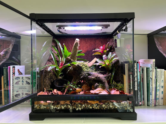 Vivarium gifkikkers