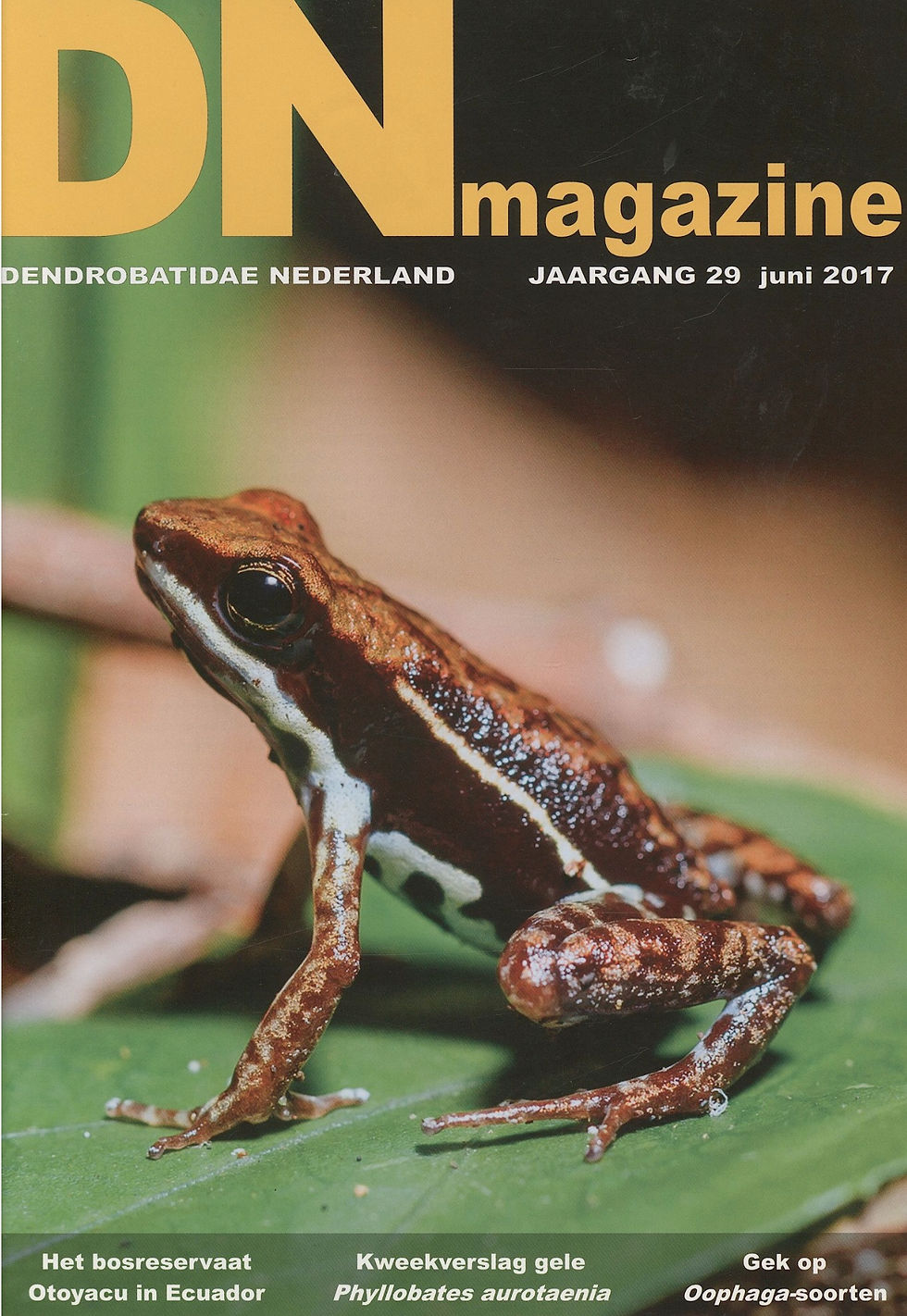 DN magazine jaargang 32 maart 2020