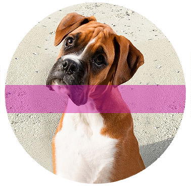 Close up of Boxer dog with quizzical expression