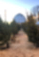 christmas trees