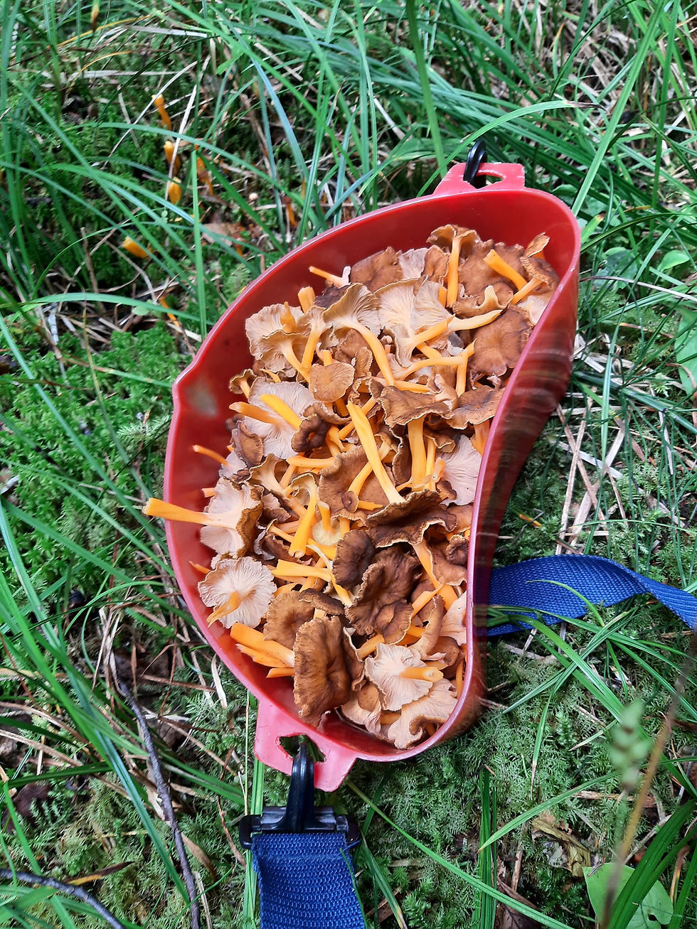 Mushrooming