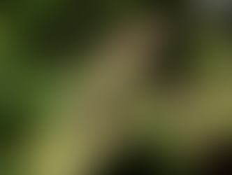 तुलसी के पास छिपकली का आना शुभ या अशुभ, घर में सुख-शांति के संकेत या विवाद का कारण? जानिए