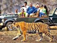 राजाजी टाइगर रिजर्व में फिर एक बाघ को ट्रेंकुलाइज करने की तैयारी, ग्रामीणों में दहशत, प्रशासन अलर्ट