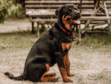 Dehradun: रॉटविलर कुत्ते का महिला पर हमला, मालिक गिरफ्तार, बिना लाइसेंस के पाल रहा था कुत्ते