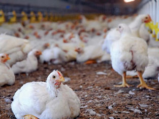 कुक्कुट विकास नीति 2025 को मंजूरी, पर्वतीय क्षेत्रों में 40% और मैदानी में 30% सब्सिडी